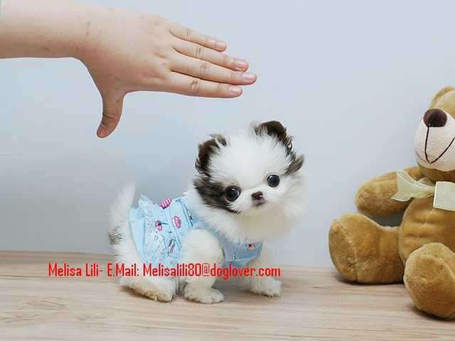 Süsse Zwergspitz-Pomeranian Mit Papieren